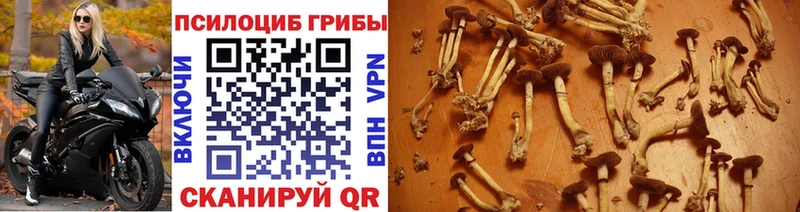 где купить наркотик  Геленджик  Псилоцибиновые грибы Psilocybine cubensis 